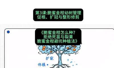 第3节：脆蜜金柑幼树管理：促根、扩冠与整形修剪，课程：《脆蜜金柑怎么种？拒绝死苗与裂果，脆蜜金柑8步避坑种植法》#识农AI