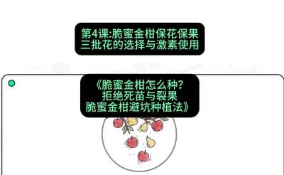 第4节：脆蜜金柑保花保果：三批花的选择与激素使用，课程：《脆蜜金柑怎么种？拒绝死苗与裂果，脆蜜金柑8步避坑种植法》#识农AI