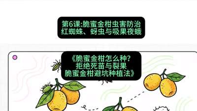 第6节：脆蜜金柑虫害防治：红蜘蛛、蚜虫与吸果夜蛾，课程：《脆蜜金柑怎么种？拒绝死苗与裂果，脆蜜金柑8步避坑种植法》#识农AI