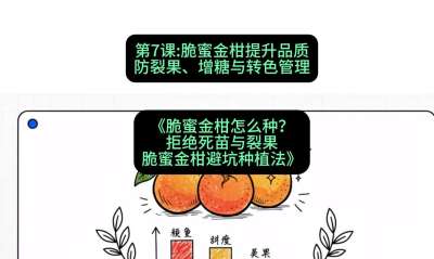 第7节：脆蜜金柑提升品质：防裂果、增糖与转色管理，课程：《脆蜜金柑怎么种？拒绝死苗与裂果，脆蜜金柑8步避坑种植法》#识农AI