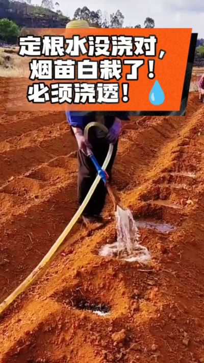 定根水没浇对，烟苗白栽啦！必须浇透。