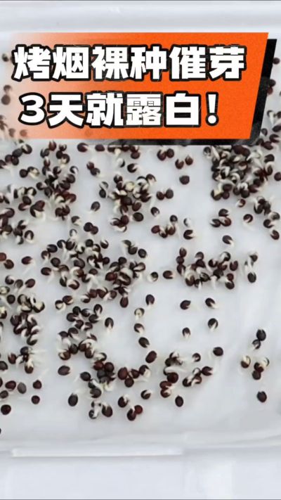 烤烟裸种催芽小技巧，清水浸泡、保温保湿，3天就能露白，出苗快又齐！烟农朋友收藏备用～