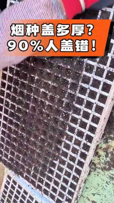 烟种盖多厚？90%烟农都盖错！薄盖才出苗齐、不闷种，烤烟育苗关键一步，照着做就对了