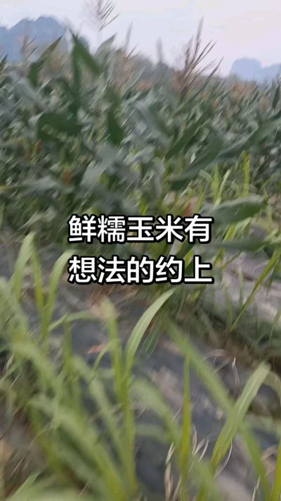 农户种植的白糯玉米大量上市，助农帮农在行动