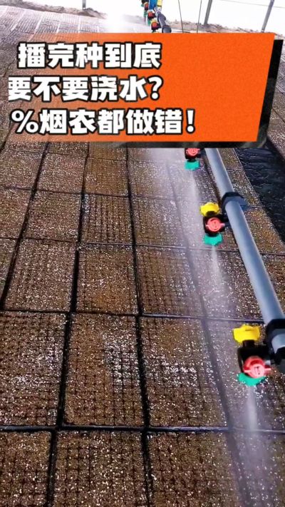 烤烟播完种一定要浇透底水，喷雾慢浇、别大水冲，盘底漏水才算到位，出苗又齐又壮！#烤烟育苗 #烤烟种植 #烟农干货 #育苗技术