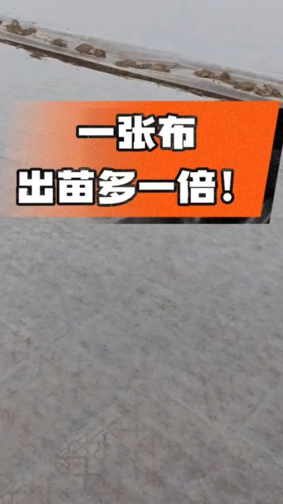 烤烟育苗盖无纺布，保温保湿出苗齐，不烂种、出苗快，烟农必备小技巧！