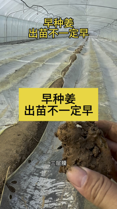 早种姜，出苗不一定早！