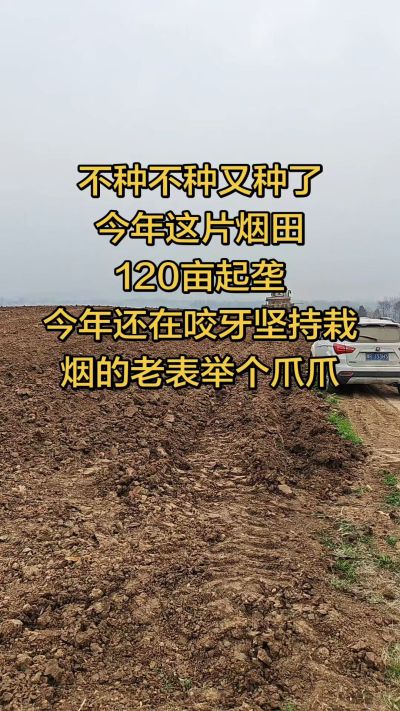 不种不种又种啦，还在咬牙坚持栽烟的老表集合啦！
