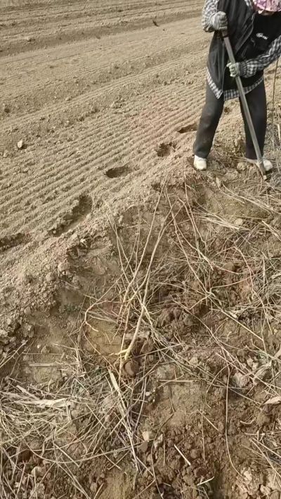 臭椿苗，一年籽播苗，地径0.5/1公分以上。需要联系18534302961