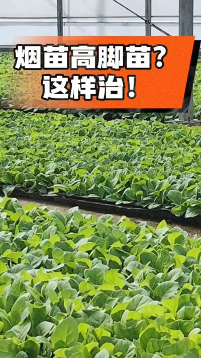 烤烟齐苗期管理关键：精准控温，防高脚苗，培育壮苗好上手！