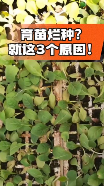 烤烟育苗烂种？3个原因讲清楚！消毒、控水、控温，做到就苗齐苗壮🔥
#烤烟育苗 #烤烟种植 #烂种防治 #烟农