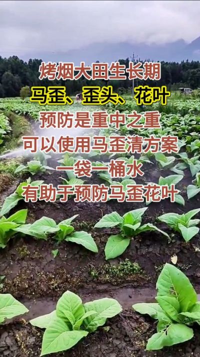 烤烟大田生长期，马歪歪头花叶预防是重中之重，可以使用马歪清方案，一袋一桶水，有助于预防马歪花叶。
烤烟管理早做一步，后期少操心！#烤烟种植#烤烟管理#烤烟大田管理#烤烟病害防治